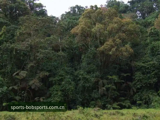 BOB体育下载教程 半岛体育官网下载全流程深度分析:BOB体育APP安装与使用全面解析